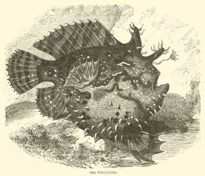Sea Porcupine by English School