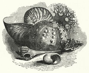 Sea Shells