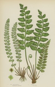 Sea Spleenwort, Green Spleenwort by English School