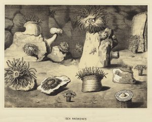 Sea anemones by English School