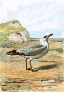 Seagull by English School