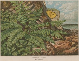 Seaside Ferns by English School