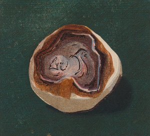 Seaside Pebble