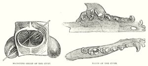 Secreting Organ of the Civet, Teeth of the Civet by English School