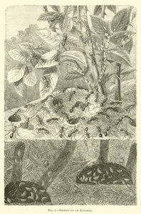 Section of an Ant-hill by English School