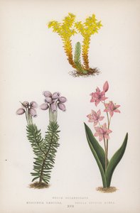 Sedum Sexangulare; Menziesia Caerulea; Scilla Bifolia Rubra by English School