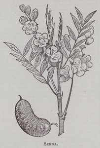 Senna (engraving)