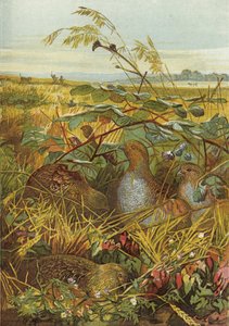 September and October, Game Birds