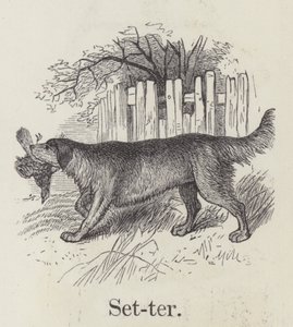 Setter by English School