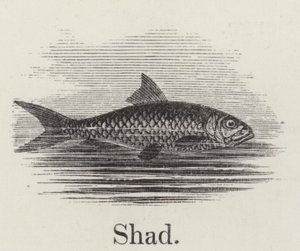 Shad by English School