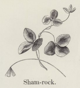 Shamrock by English School