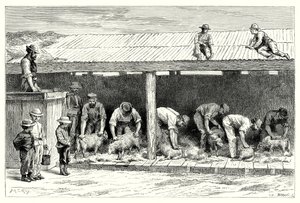 Sheep-Shearing