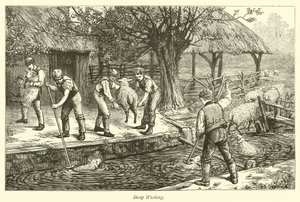 Sheep Washing