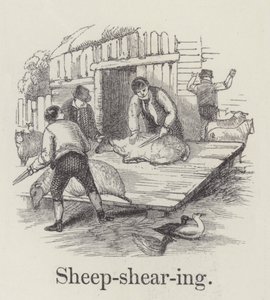 Sheep Shearing