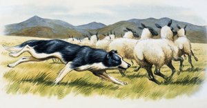 Sheepdog by English School