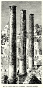 Shell-Marked Columns, Temple of Serapis (engraving)