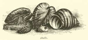 Shells