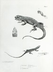 Shingled Iguana, Illustration from 