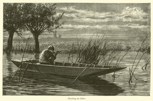 Shooting an Otter by English School