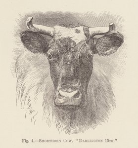Shorthorn Cow, "Darlington 15th" by English School