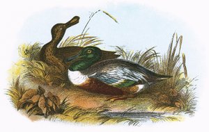 Shoveler