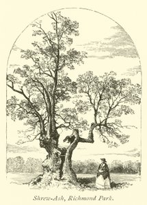 Shrew-Ash, Richmond Park by English School