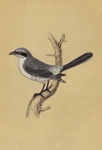Shrike by English School