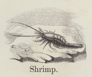 Shrimp by English School