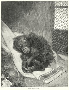 Sick Orangutan