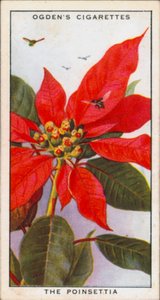 Signalling Colours, Alluring, Plants, The Poinsettia