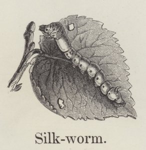 Silkworm by English School
