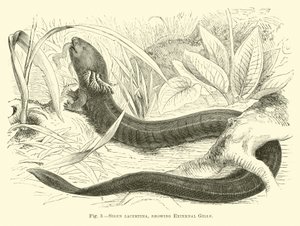 Siren lacertina, showing External Gills by English School