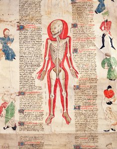 Skeleton, from De arte phisicali e de cirugia by John Ardene, 1412 by English School