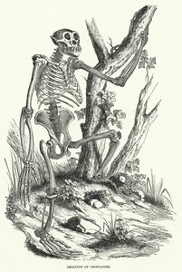 Skeleton of Chimpanzee by English School