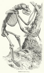 Skeleton of Male Gorilla by English School
