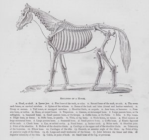 Skeleton of a Horse by English School