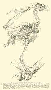 Skeleton of an Eagle by English School