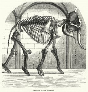 Skeleton of the Elephant by English School