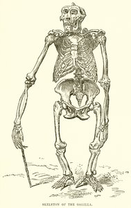 Skeleton of the Gorilla by English School