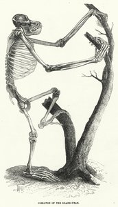 Skeleton of the Orang-Utan by English School