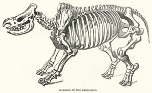 Skeleton of the Rhinoceros