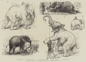 Sketches of Jumbo, the African Elephant, at the Zoological Gardens by English School