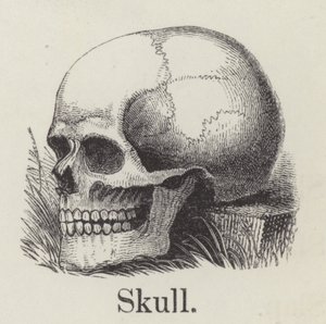 Skull by English School