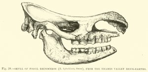 Skull of Fossil Rhinoceros, from the Thames Valley Brick-earths