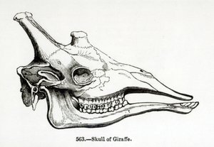 Skull of a Giraffe