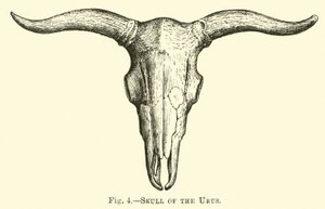 Skull of the Urus by English School