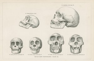 Skulls from photographs by English School