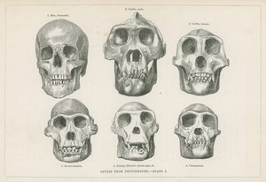 Skulls from photographs by English School