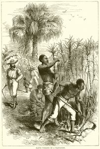 Slaves working on a plantation