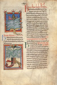 The Herb Basilica by English School